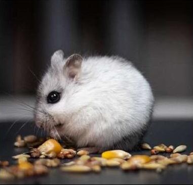 Persediaan Hamster
